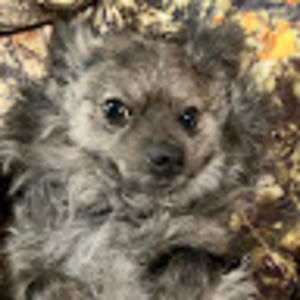 Meet your Posher, Jon